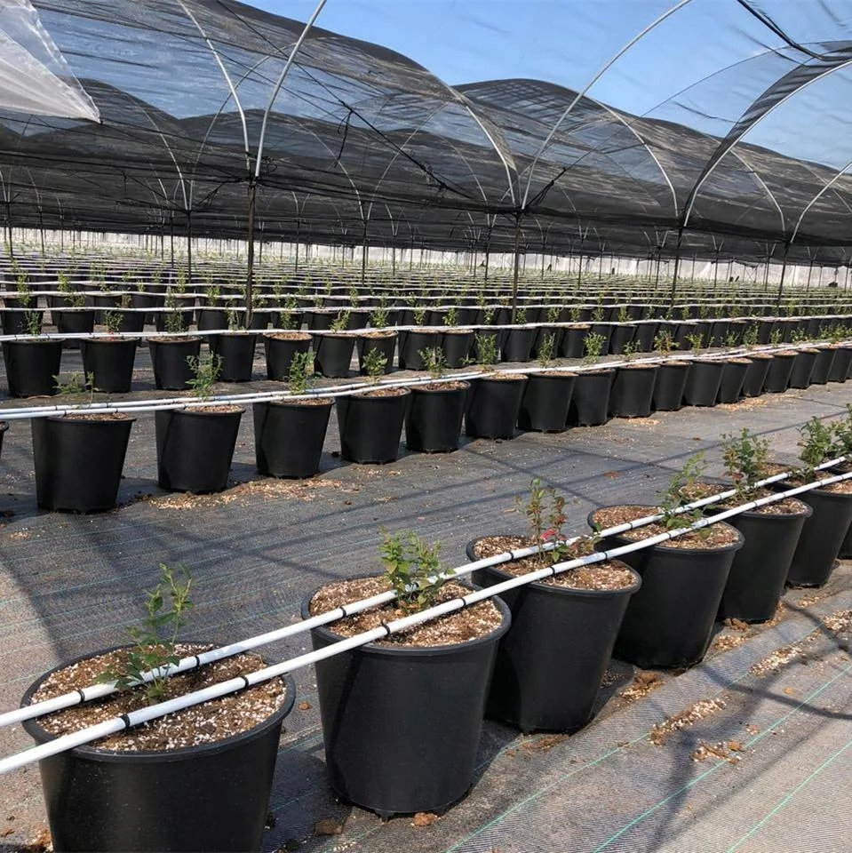 macetas-de-cultivo-de-arandanos-con-cubo-de-sustrato-de-25-l-para