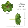 Jz091-apple leaf