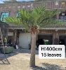 H:400CM 15 Leaves
