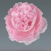 Peonia rosa a stelo singolo