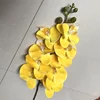 Giallo145 cm