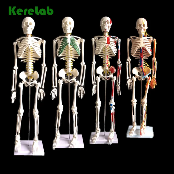 180-cm人体骨骼模型，可悬挂柔性骨骼 - Buy Human Skeleton,Human Skeleton Model,180-cm Human  Skeleton Model Suspensible Flexible Skeleton Product on Alibaba.com