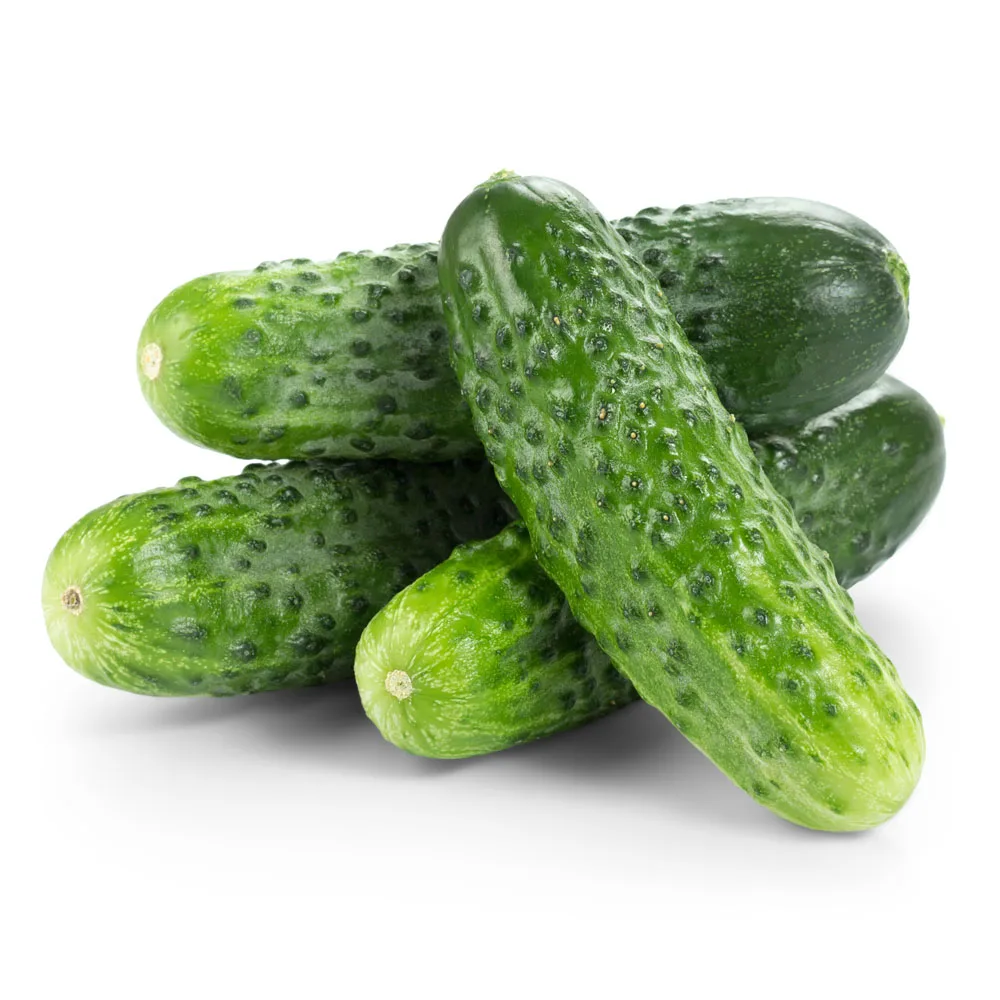 Cucumis sativus