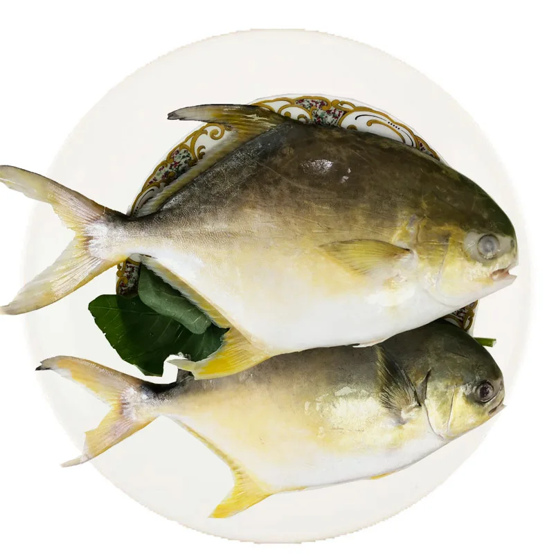Congelados de Pomfret pescado Pompano Pomfret para Malasia zona