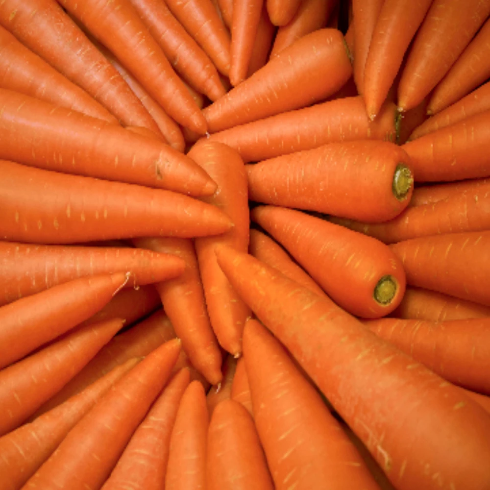 Top Grade Wholesale Supply Organic Planting Fresh Vegetables Wholesale Carrot Fresh Red Carrot 10kg Paper Carton Lowest Price