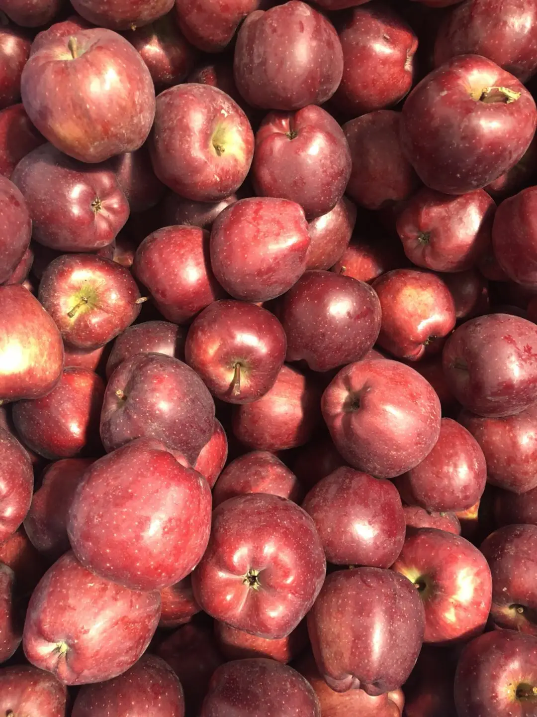 Свежий яблоко