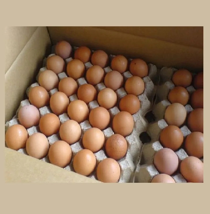 Яйцо оптом от производителя. Гриз бар Венгрия инкубационное яйцо. Инкубационное яйцо Кучинская Юбилейная. Инкубационное яйцо Росс 308. Инкубационное яйцо бройлера Росс 308.