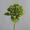 Cardamomo verde