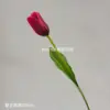 Tulipán rojo grande, individual.