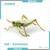 colorful PL127-2715 grasshopper 16g