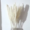Piccolo bianco (30pcs/bundle)