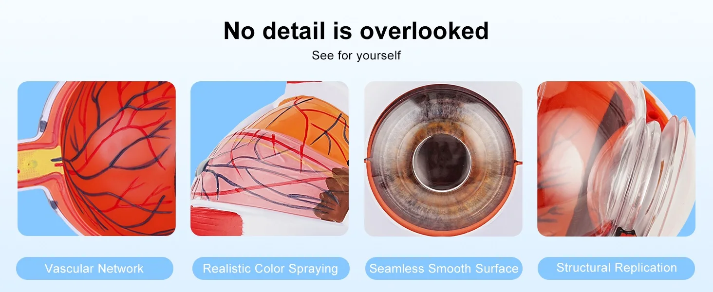Anatomical Eye Model TB-01 for Ophthalmic Training and Demonstration Innovue Opto Brand Abs Material 1 Year Warranty