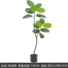 Plantes vertes 6