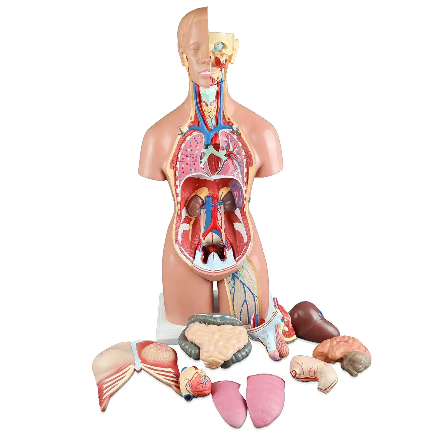 High Simulation Accurate Medical Grade 55cm 23-Part Dual-Sex Human Amphoteric Torso Medical Science Hermaphroditic Trunk Model