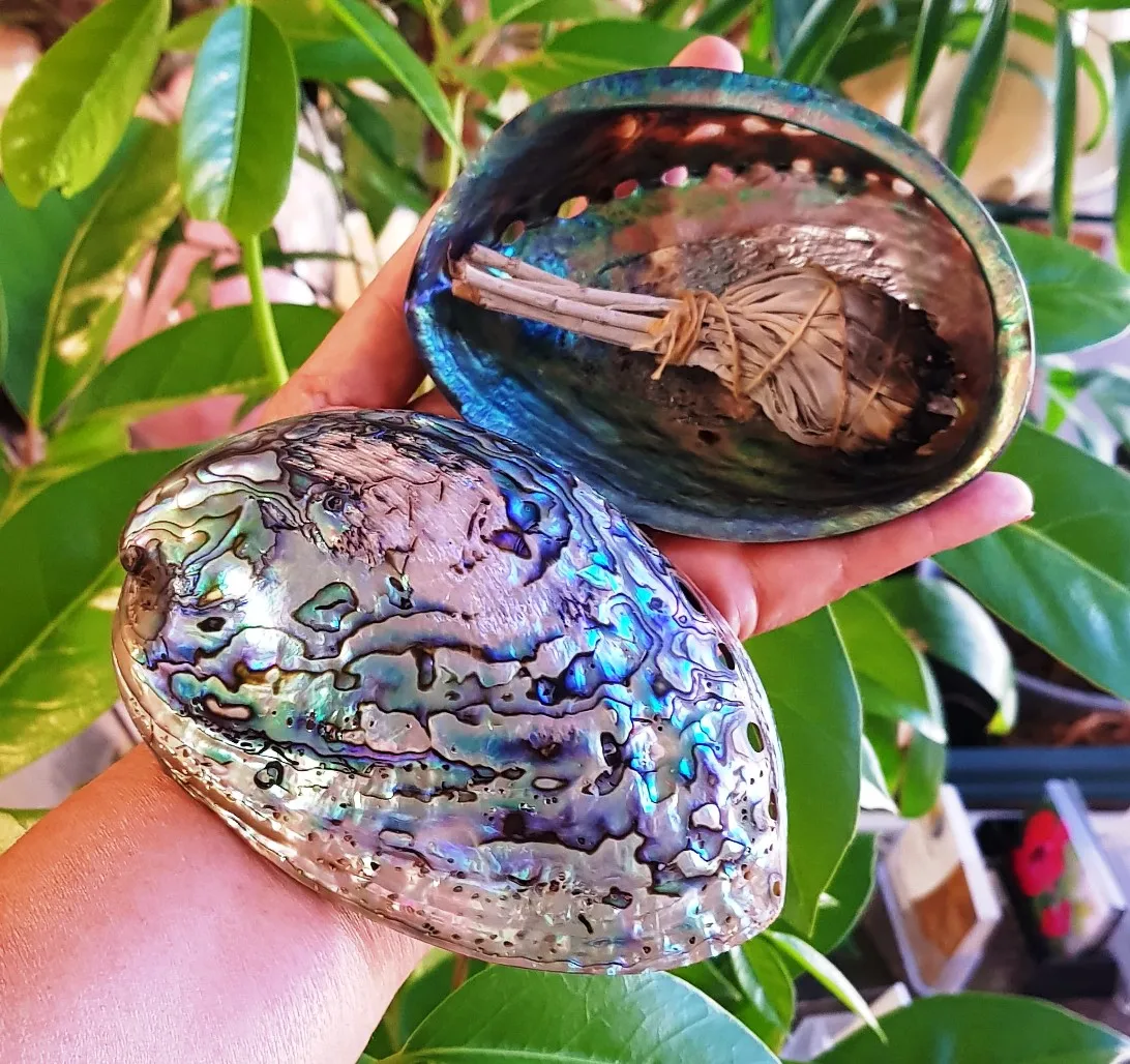 Hot Selling Natural Abalone Shell for Decoration - Blue, White New Zealand Abalone-Vietnam Natural Seashell +84 587 176 063