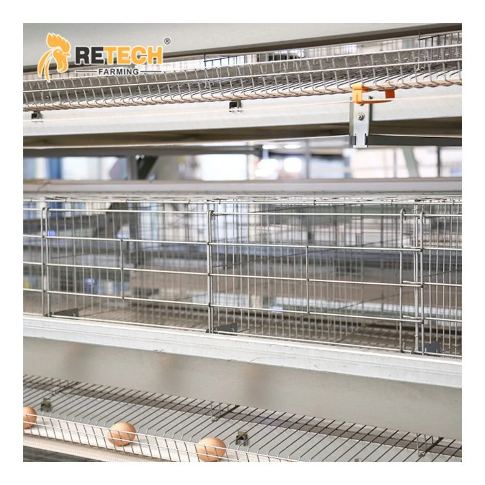 Full Automatic H Type 4 Tier 10000 Egg Layer Chicken Cage With Automatic Feeder System