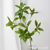 Pieris japonica - Short branch 78CM