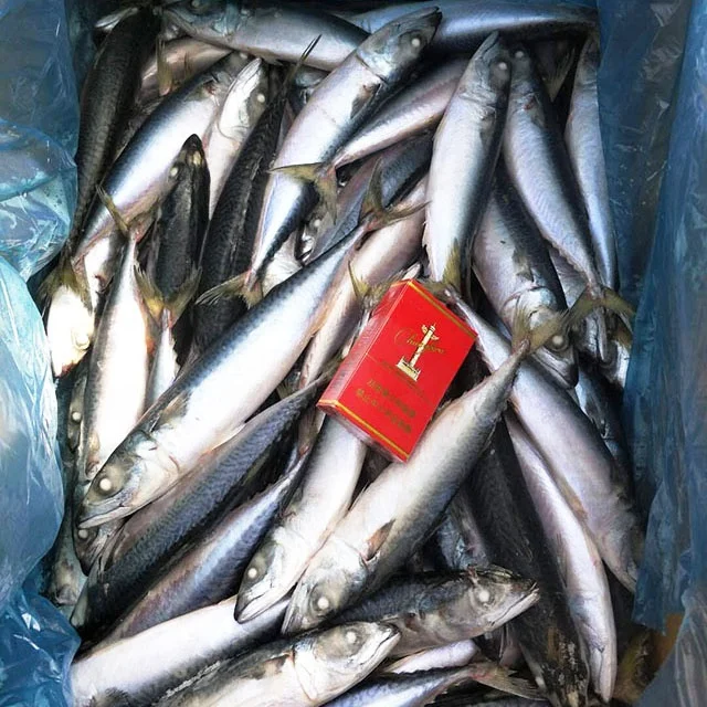 Замороженная свежая скумбрия