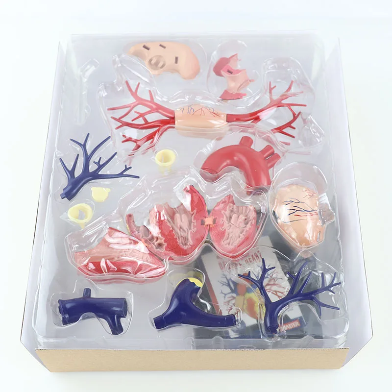 20 Parts Deluxe Heart Anatomy Model Toy for Medical Teaching - 3D