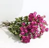 Rose rose