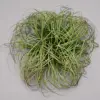Petit touffe d'herbe 20cm