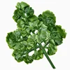 Foglia di Ginkgo verde