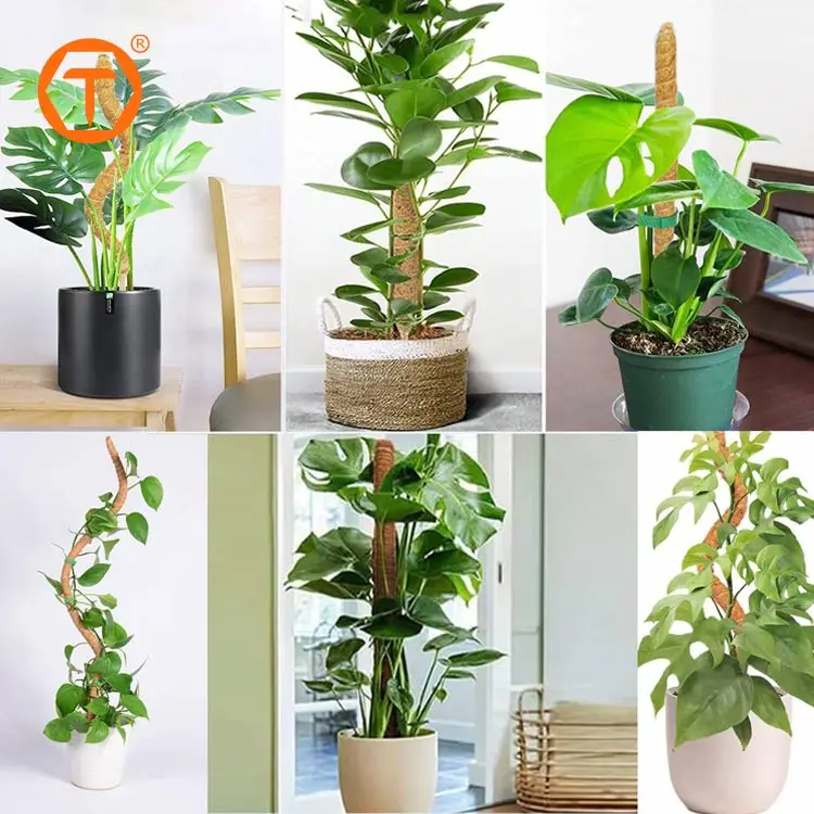 Garden Moosstange Coco Coir Fiber Flexible Climbing Stick Tomato Plant  Support Stake Bendable Moss Pole for Plants Monstera
