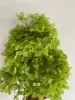 Verde hierba