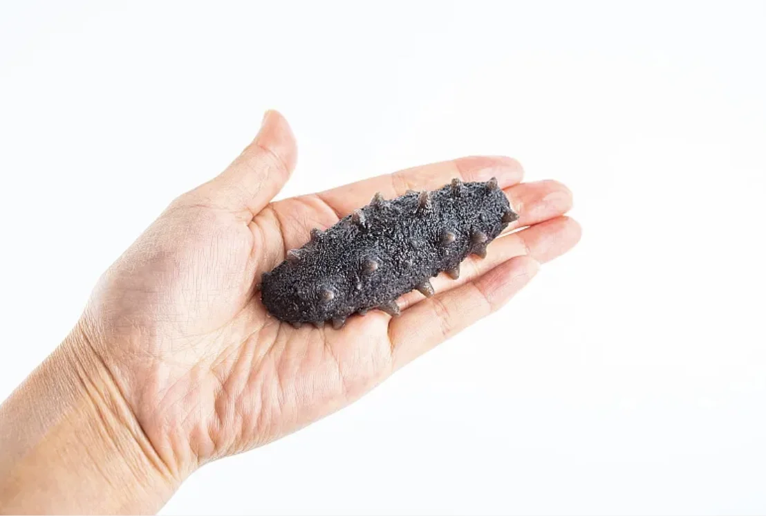 Dried Sea Cucumber With Beauty Benefitshigh Quality Lightly Dried Sea
