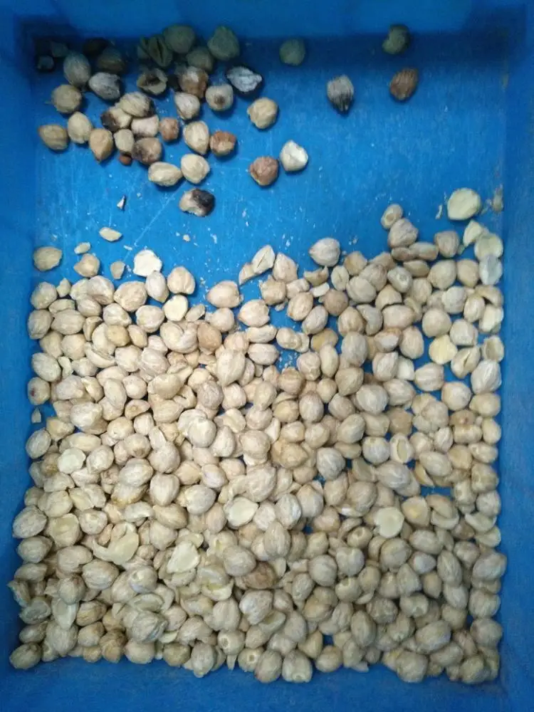 High Performance Dried Fig Color Sorter Machine Dried Fruit Color Sorting Machine Sesame Seeds Color Sorter