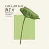 HOJA DE LIRIO DE CALLA