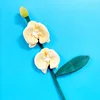 Phalaenopsis gialla