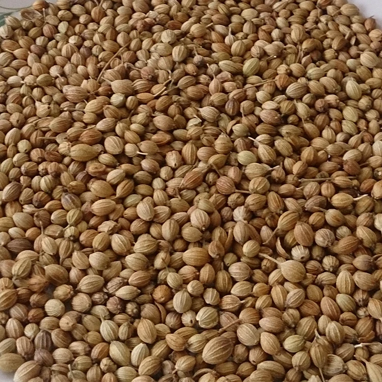 coriander seeds图片