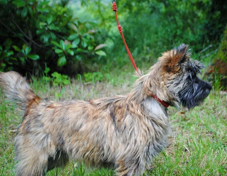 Bling Bead Show Leash Thin Small Dog Dogshowleashes Profesional Dog