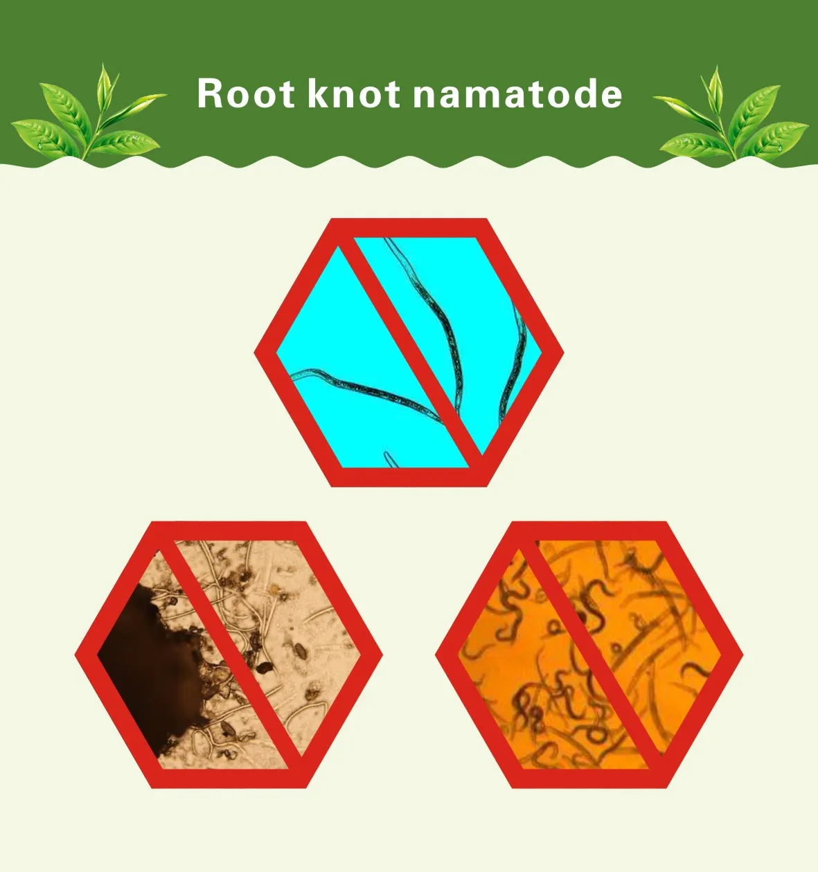 Anti root