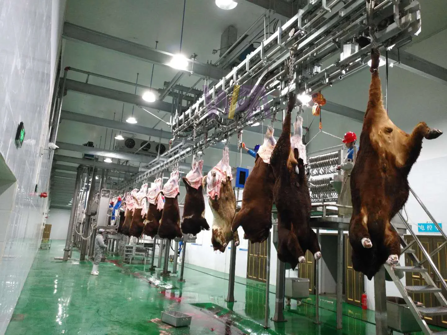 Factory Outlet Slaughterhouse Cattle Abattoir Plant Processing 