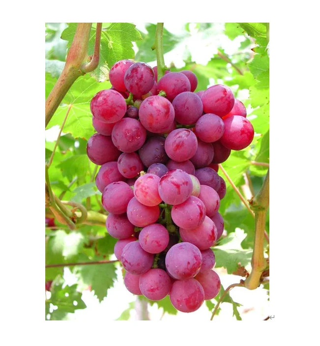 super sweet delicious red globe grapes - buy sweet grape,red