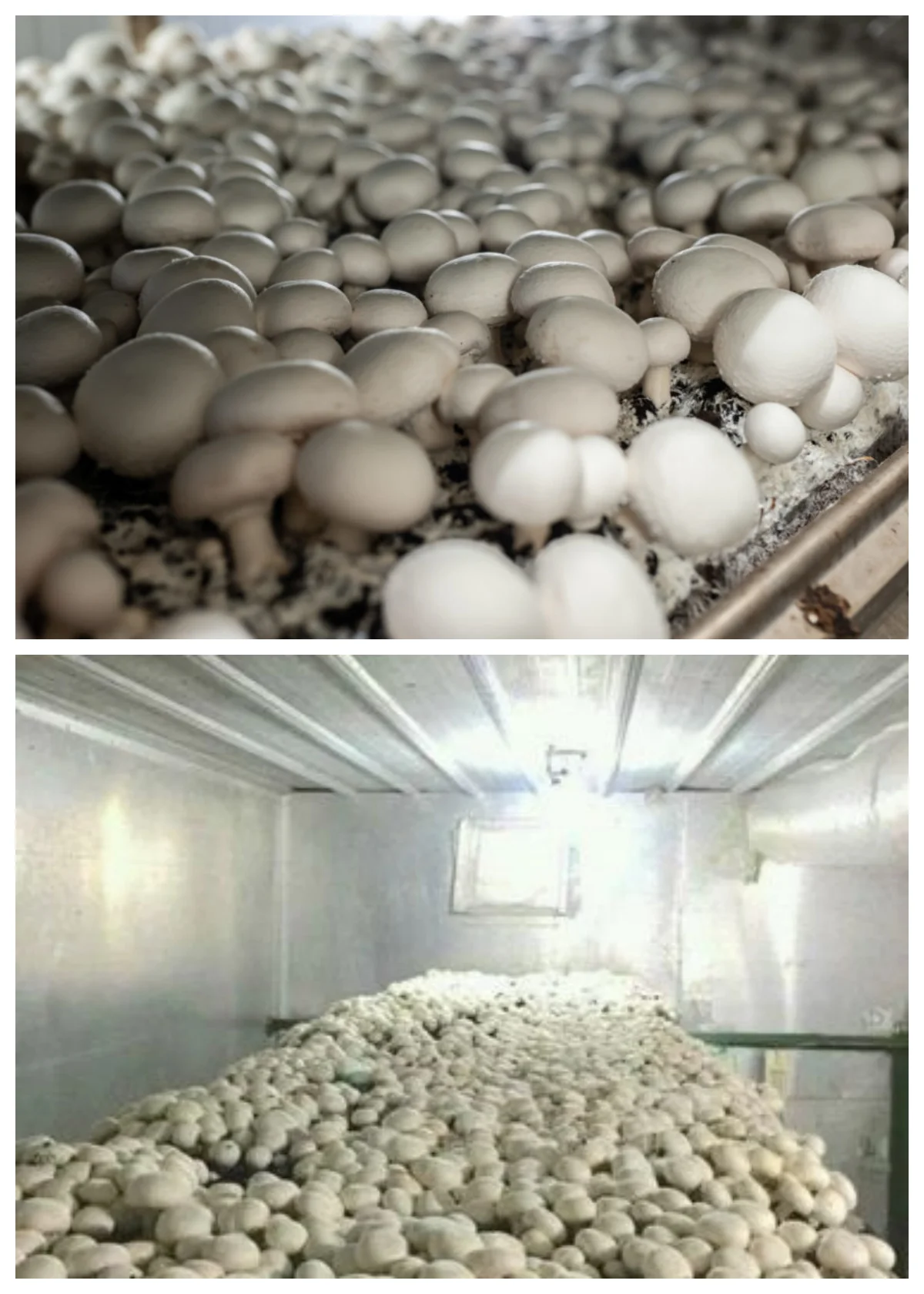 Vegetable Fruit New Mushroom Cultivating and Growing Sandwich Panel Cold Storage Room supplier