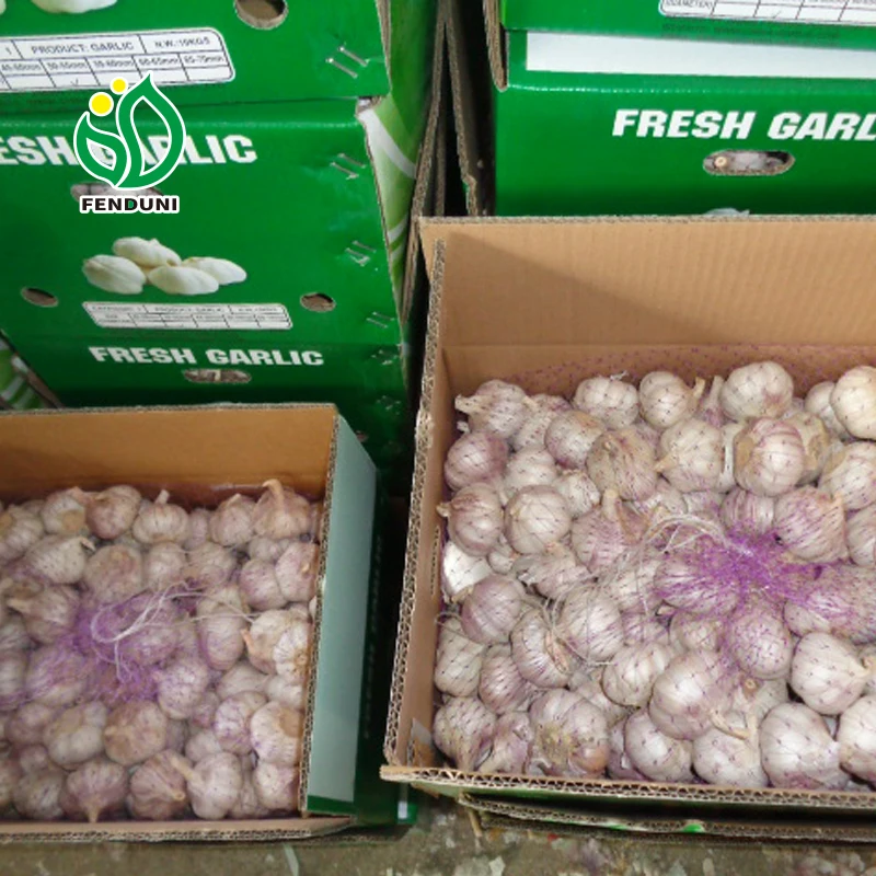 Red Garlic for Tunisia
