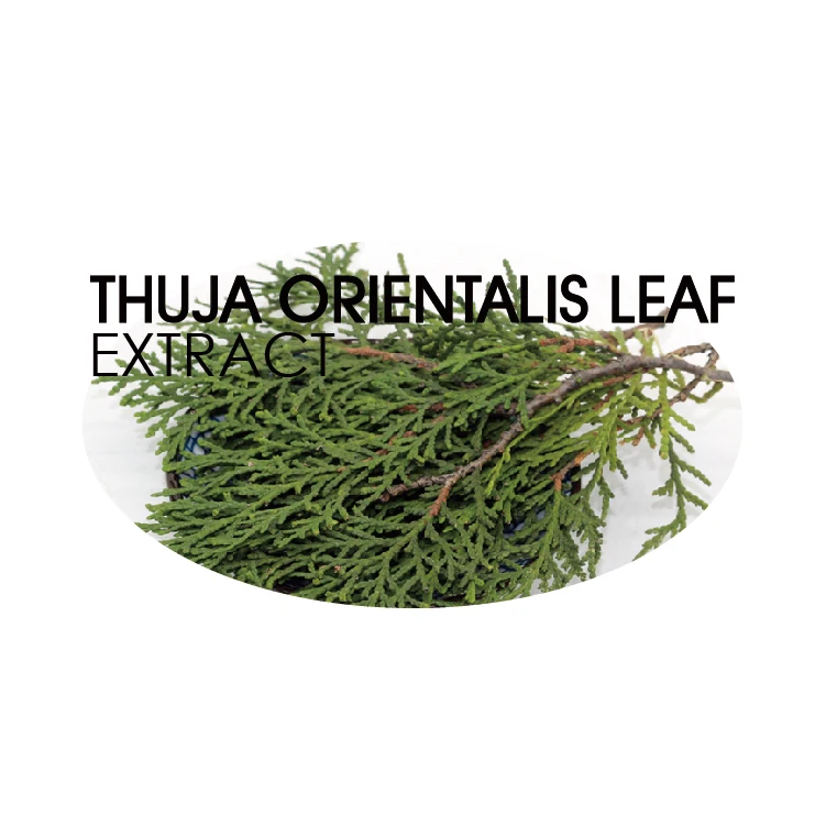 Natural THUJA ORIENTALIS LEAF EXTRACT for Daily Products