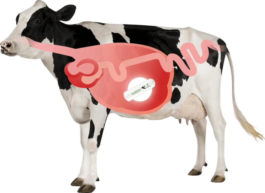 Cow Rumen Sensor LoRaWAN Smart Cattle Rumen Bolus - Wireless PH & Temperature Sensor for ...