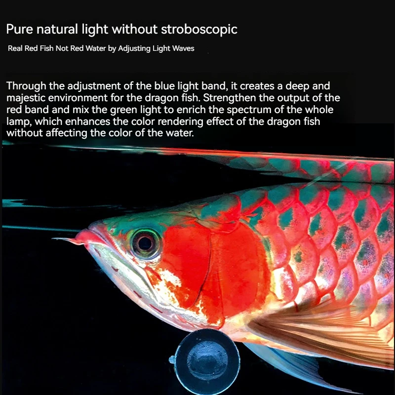 キ*ン様 Arowana Magical Light Series キ*ン様 Arowana Magical Light Series Arowana Special New