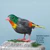 Leiothrix dal becco rosso