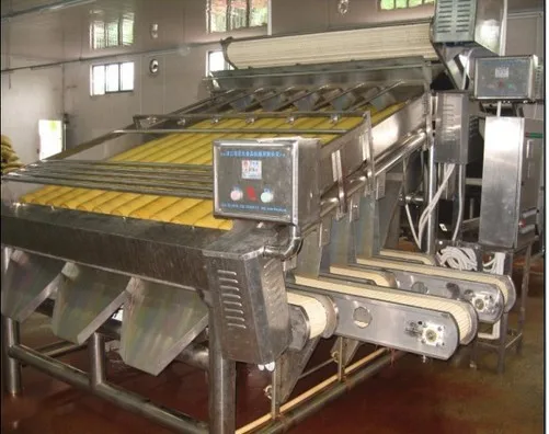 High Accuracy Automatic Fresh Fish Prawn 12 Roller/18 Roller Sorter Machine Shrimp Size Grading Machine