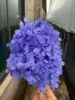 Blu viola