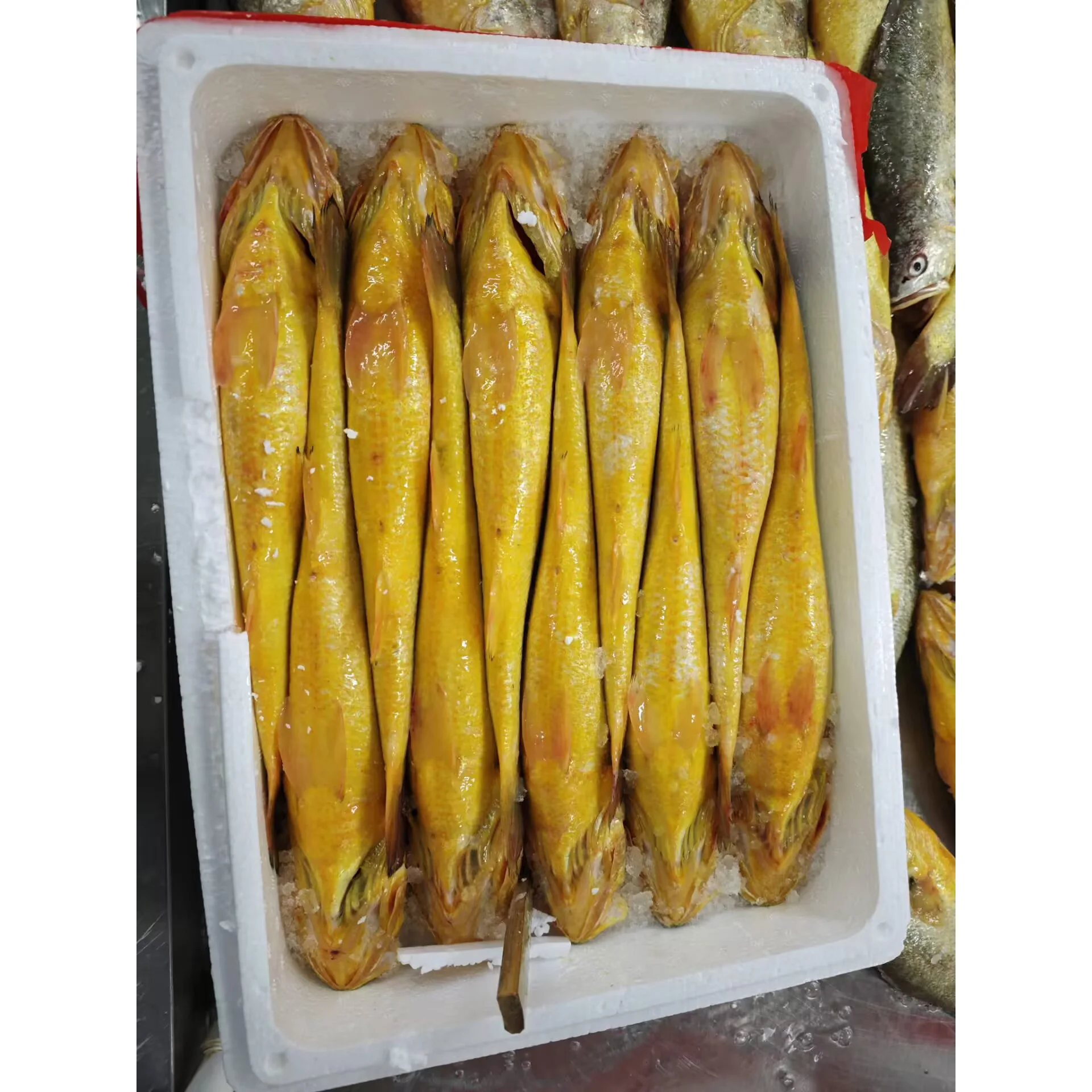 Frozen Yellow Croaker - Low-Fat, Nutritious Fresh Fish
