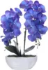 Z-blu viola