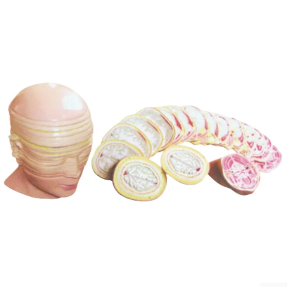 ADA-A3001 анатомию головы и шеи человека модели поперечного разлома