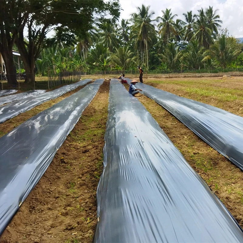 Film Mulch Black and White Agricultural 50 Micron Mulching Plastic Film 50 Micron Mulch