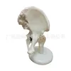 Articulation de la hanche sans ligaments